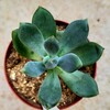 🌵多肉植物  狩った多肉の植え替え② 青星美人 他🌵