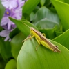 ホテイアオイは花盛り(^ー^)