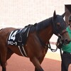 【一口馬主／ラキエータ、ラパンラピッド、ソワドリヨン、カネラフィーナ、ミスティブルー】放牧組から抜け出すのは？
