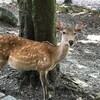 奈良の鹿、実は野生動物なんですよ。（笑）