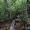 苔と原生林に囲まれた『白駒湖』《＃4》　―　青苔荘から白駒荘へ向かう遊歩道　―