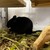 くろごまあん二世 537日目