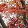 紅葉のはな