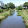 神代水生植物園のあじさい