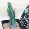 冬には多肉植物を招く　 ’２５　３