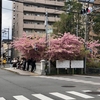 一条戻り橋の桜