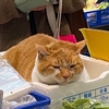 飲食店応援 SUAGEさん / ごはんすすむさん / むさしの森珈琲さん /  猫店長めいちゃん