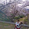 桜の開花状況～王子公園