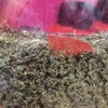 オケラ幼虫、キャベツを上手に食べる