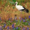 コウノトリとミズアオイ