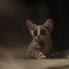 ショウガラゴに関する雑学！