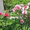 向島百花園の春の花を見る