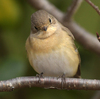 近所で鳥を見た日記（２０２４　０２０４）その９。