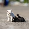 天草諸島のねこさん