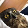 アオバズク保護と久しぶりのお客さま★