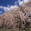 フォト・ライブラリー(249)醍醐寺の桜