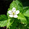 アークフリーダムの花と実がつき始めました。