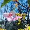 春の訪れ