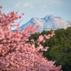 雪に染まる右田ヶ岳と河津桜