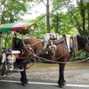 昇仙峡トテ馬車