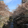 『桜咲く週末』