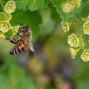 🐝養蜂女子のみつばち日記🐝
