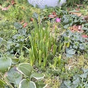 花と星の手帖
