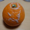 ウチのみかん…