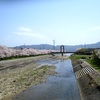 田布施川沿いの桜