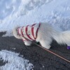 犬たちとの戯れる様子