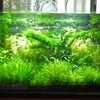 My Garden Aquarium ～　その二