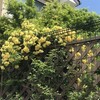 木香薔薇