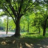 新緑の美しい三橋総合公園(◍•ᴗ•◍)✧*。