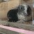 しろごまあん1258日目