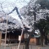 東京の「桜の標本木」はこれだ！