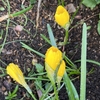 スイス高原に咲くブログ花〘７〙