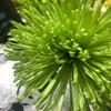 オミクロンにはこの漢方薬