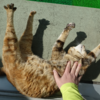 3月前半の #ねこ #cat #猫 どらやきちゃんB