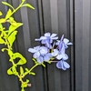 長持ちする花たち