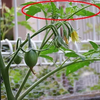 トマト 脇芽の利用法