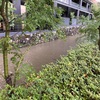 大雨の後で