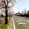 2019年　桜