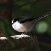 東京井の頭公園野鳥観察記：水鳥以外の魅力