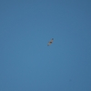メジロチョウゲンボウ Greater Kestrel