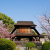 京都・渉成園の桜