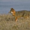 島から外来種を除去する順番