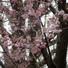 都内「上野公園」で本格的な花見！！（１）