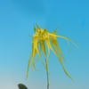 Bulbophyllum flaviflorum