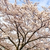 鶯と桜