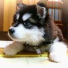 「キンジャール」を使いやがったな？、、😫